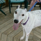 Image for article titled Why The White House Needs A Greyhound
